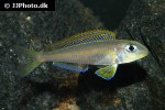 xenotilapia flavipinnis xenotilapia flavipinnis