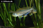xenotilapia flavipinnis xenotilapia flavipinnis