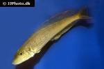 xenotilapia melanogenys xenotilapia melanogenys