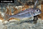 xenotilapia nigrolabiata xenotilapia nigrolabiata