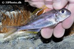 xenotilapia nigrolabiata xenotilapia nigrolabiata