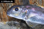 xenotilapia nigrolabiata xenotilapia nigrolabiata