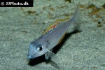 xenotilapia nigrolabiata xenotilapia nigrolabiata