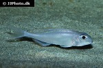 xenotilapia nigrolabiata xenotilapia nigrolabiata