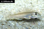 xenotilapia ochrogenys xenotilapia ochrogenys
