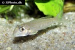 xenotilapia ochrogenys xenotilapia ochrogenys