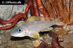 xenotilapia papilio xenotilapia papilio