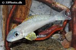xenotilapia papilio xenotilapia papilio