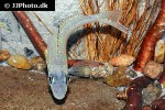 xenotilapia papilio xenotilapia papilio