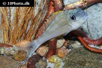 xenotilapia papilio xenotilapia papilio