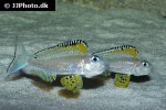 xenotilapia papilio xenotilapia papilio