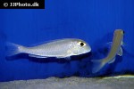 xenotilapia sima xenotilapia sima