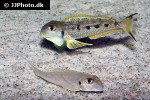 xenotilapia singularis xenotilapia singularis