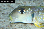 xenotilapia singularis xenotilapia singularis