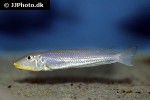 xenotilapia species kilesa xenotilapia species kilesa