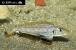 xenotilapia species kilesa xenotilapia species kilesa