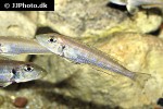 xenotilapia species kilesa xenotilapia species kilesa