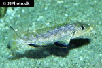xenotilapia species kilesa xenotilapia species kilesa