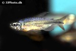 alestopetersius brichardi alestopetersius brichardi