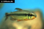 alestopetersius brichardi alestopetersius brichardi