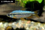 alestopetersius brichardi alestopetersius brichardi