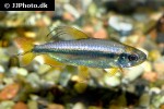 alestopetersius brichardi alestopetersius brichardi