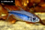 alestopetersius leopoldianus alestopetersius leopoldianus