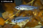 alestopetersius leopoldianus alestopetersius leopoldianus