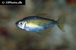 alestopetersius nigropterus alestopetersius nigropterus