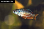 alestopetersius nigropterus alestopetersius nigropterus