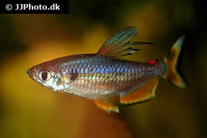 Africa - Tetras