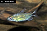 alestopetersius smykalai alestopetersius smykalai