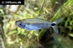 alestopetersius smykalai alestopetersius smykalai