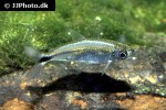 alestopetersius smykalai alestopetersius smykalai