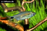 alestopetersius smykalai alestopetersius smykalai