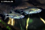 alestopetersius smykalai alestopetersius smykalai