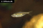 alestopetersius tumbensis alestopetersius tumbensis