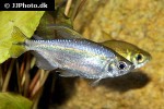 alestopetersius tumbensis alestopetersius tumbensis