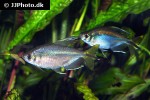 alestopetersius tumbensis alestopetersius tumbensis