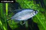alestopetersius tumbensis alestopetersius tumbensis