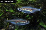 alestopetersius tumbensis alestopetersius tumbensis