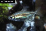 alestopetersius tumbensis alestopetersius tumbensis