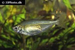 alestopetersius tumbensis alestopetersius tumbensis