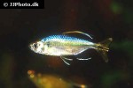 alestopetersius tumbensis alestopetersius tumbensis