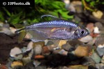 alestopetersius tumbensis alestopetersius tumbensis