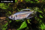 alestopetersius tumbensis alestopetersius tumbensis