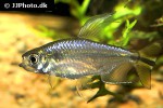 alestopetersius tumbensis alestopetersius tumbensis