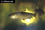 arnoldichthys spilopterus arnoldichthys spilopterus