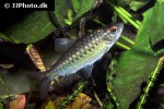 arnoldichthys spilopterus arnoldichthys spilopterus