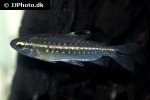 arnoldichthys spilopterus arnoldichthys spilopterus